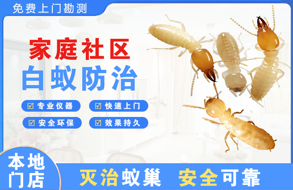 响水家庭社区白蚁防治
