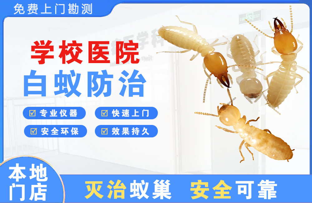 响水学校医院白蚁防治